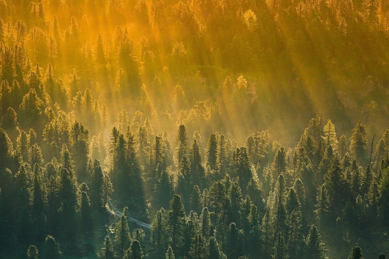 trees, forest, sunset, woods, nature, forest, forest, forest, forest, forest